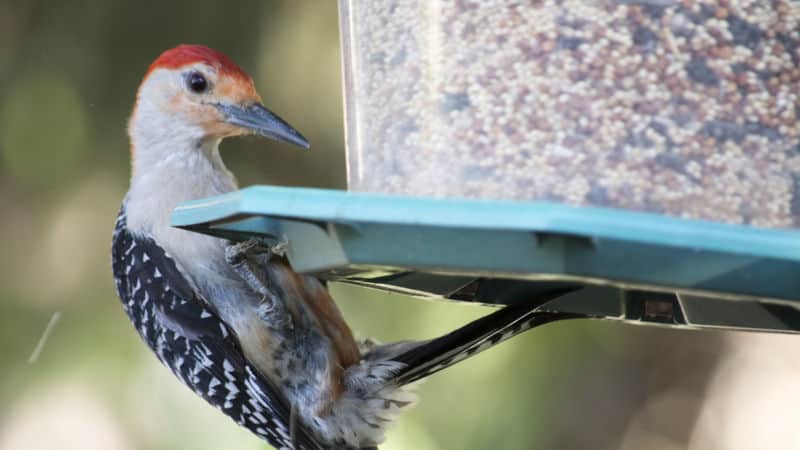 red-bellied woodpecker Image