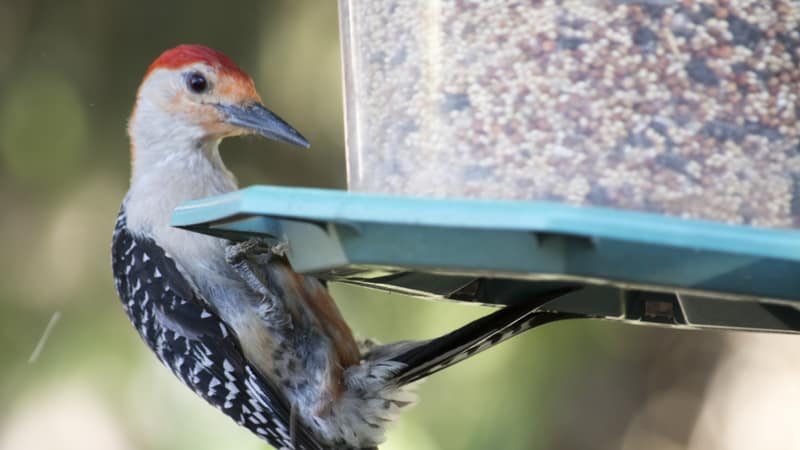 red-bellied woodpecker