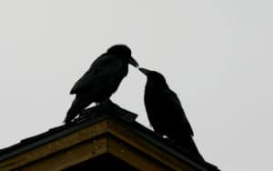 Birds practicing witchcraft Image