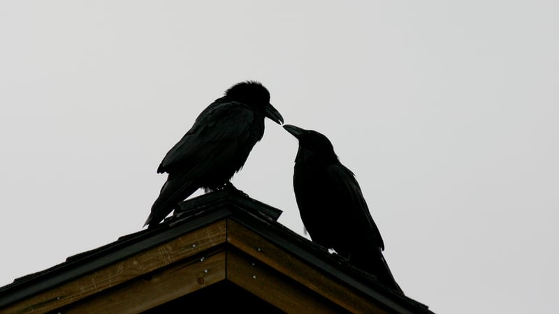 Birds practicing witchcraft
