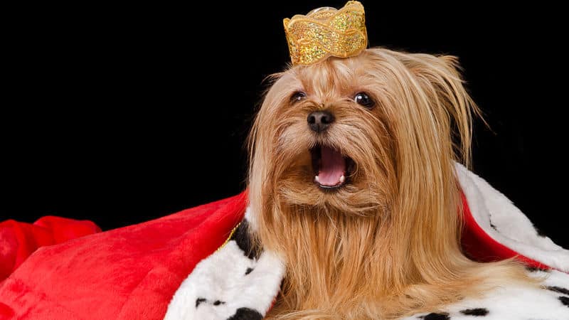 Dog with fur and a crown Image