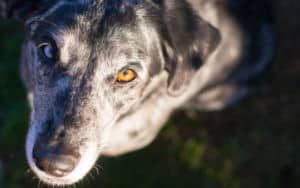 Racist dog with multicolored eyes Image