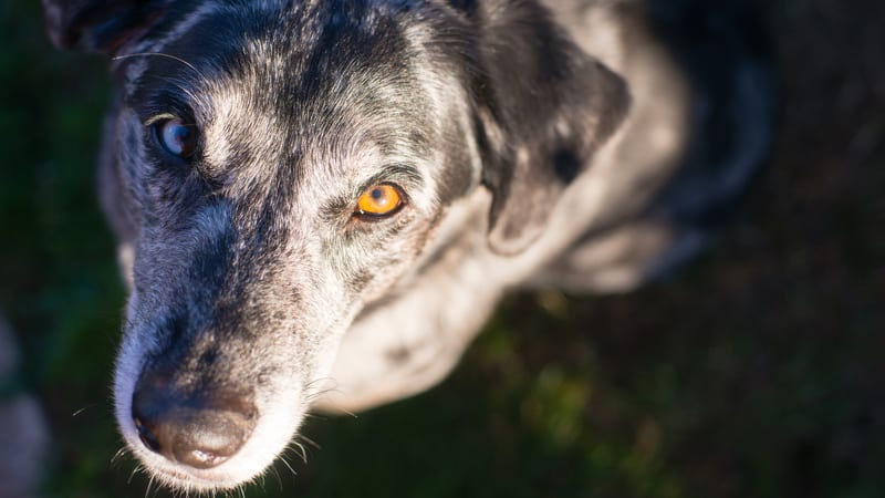 Racist dog with multicolored eyes