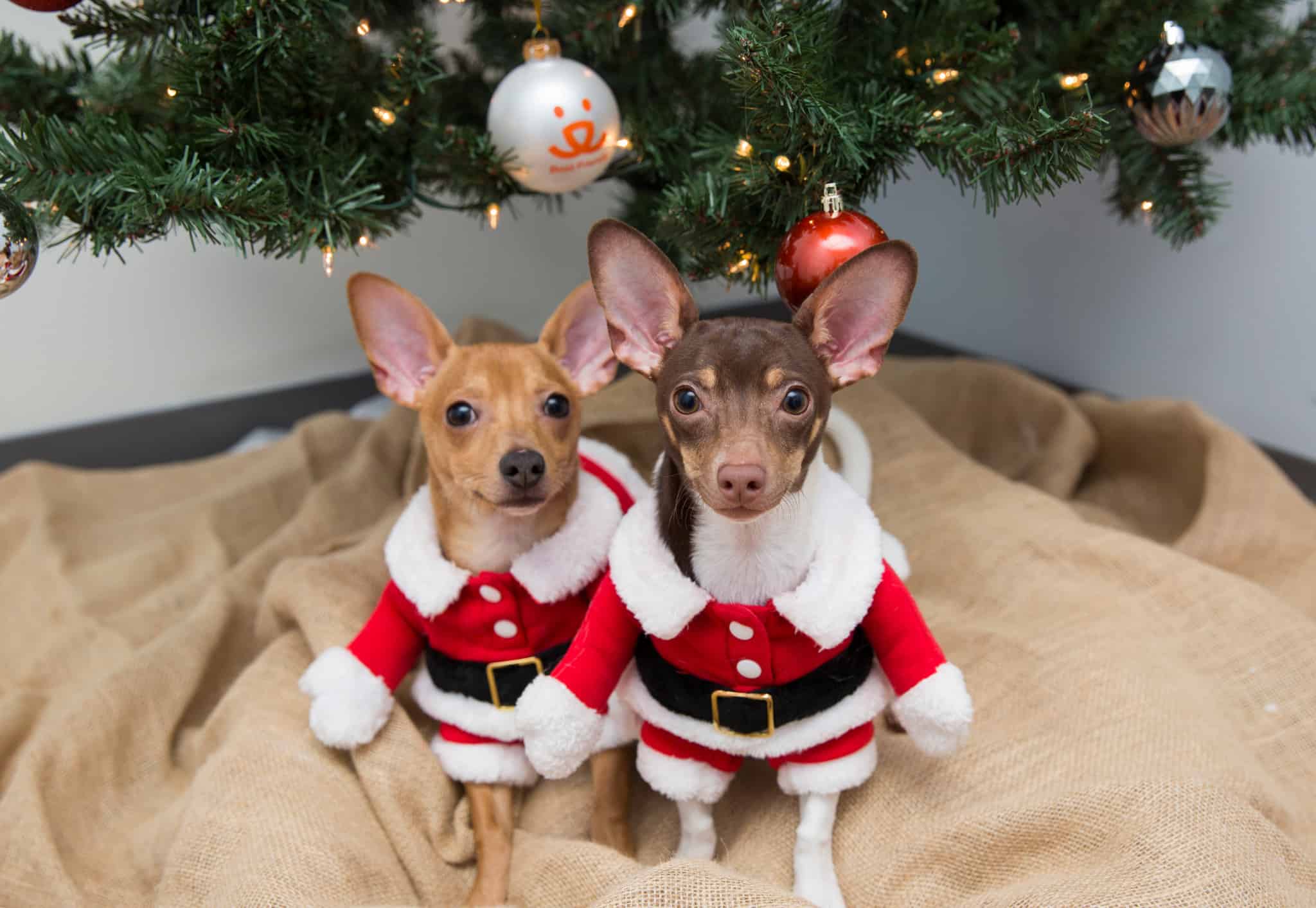 Two dogs under Christmas tree with Santa costumes