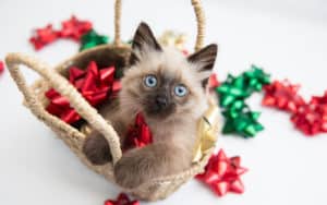 Holiday pet safety tips - Siamese cat in a basket of Christmas bows Image