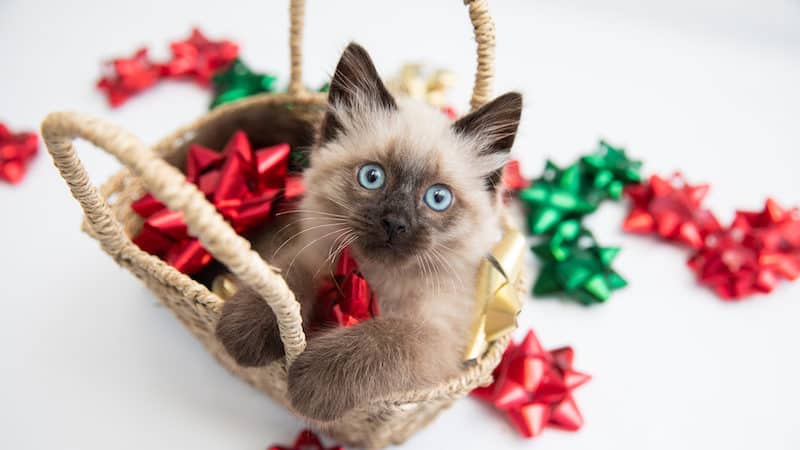 Holiday pet safety tips - Siamese cat in a basket of Christmas bows Image