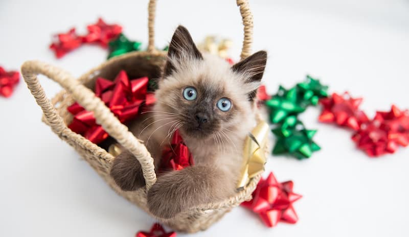 Holiday pet safety tips - Siamese cat in a basket of Christmas bows