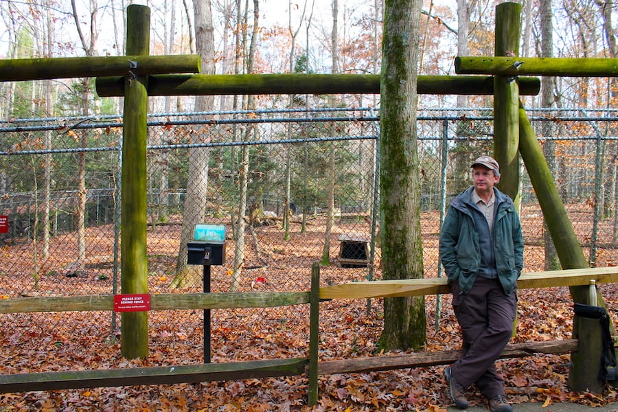 Wolf howling at Bays Mountain Park and Planetarium in northeast Tennessee