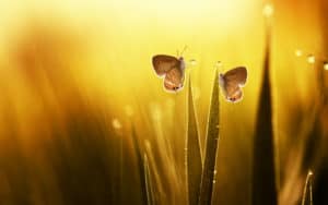 butterflies in the morning dew, reflecting the possibilities after caregiving ends Image