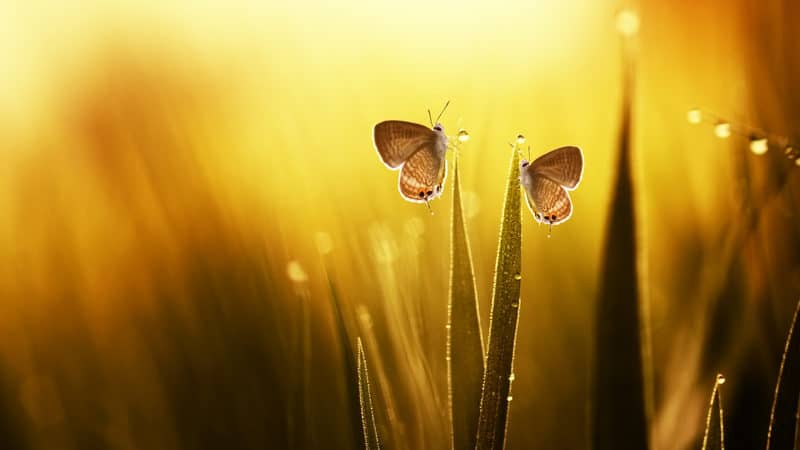butterflies in the morning dew, reflecting the possibilities after caregiving ends Image