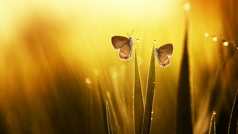 butterflies in the morning dew, reflecting the possibilities after caregiving ends