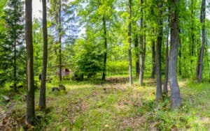 cabin in the woods Image
