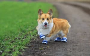 A Corgi with little shoes named Susan Greenbaums Image