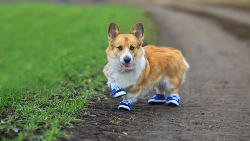 A Corgi with little shoes named Susan Greenbaums