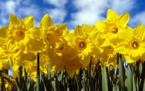 Daffodils you might see running a marathon Image