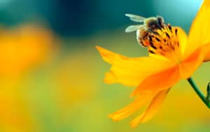 Honey bee on a flower watching Fires in the Mirror Image