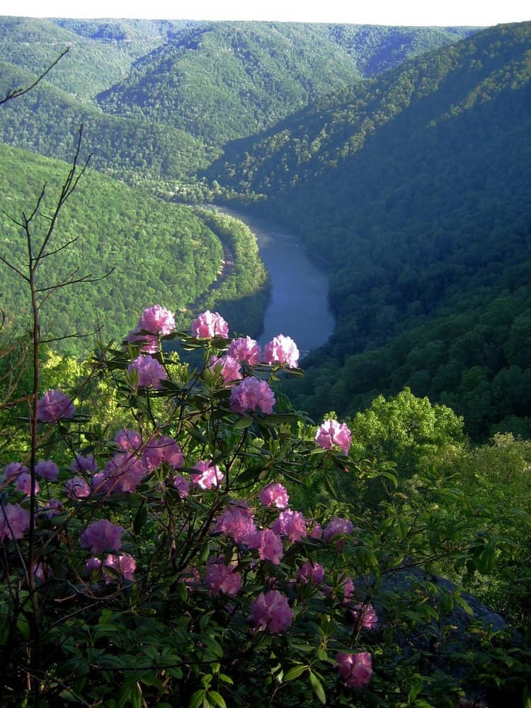 New River and Rhododendron from Turkey Spur