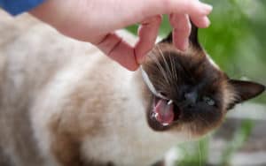 Siamese cat eating fish for My Pet World article on Siamese cat without teeth who eats funny Image
