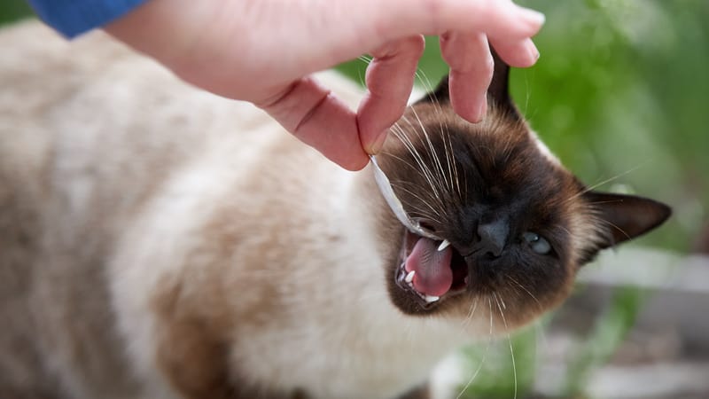 Siamese cat eating fish for My Pet World article on Siamese cat without teeth who eats funny