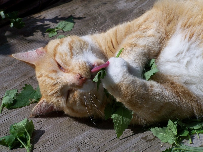 cat on catnip for advice 