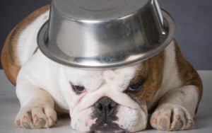 dog with food bowl on head for advice on pet issues Image