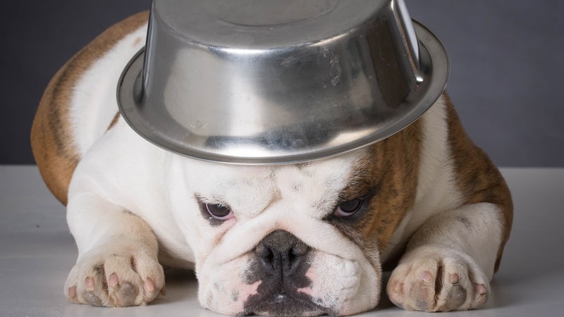 dog with food bowl on head for advice on pet issues