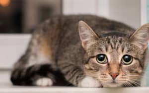 frightened cat and insecure dog Image