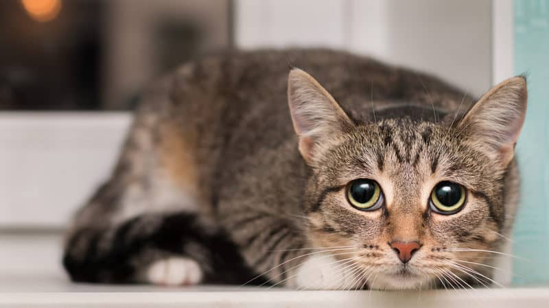 frightened cat and insecure dog Image