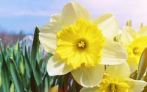 Spring flowers - daffodils - for the spring trivia and crossword puzzle. Image by Guble on Dreamstime Image