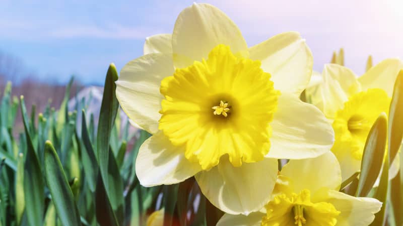 Spring flowers - daffodils - for the spring trivia and crossword puzzle. Image by Guble on Dreamstime Image