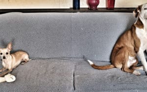 Training attention-seeking dogs: two dogs sitting far apart on sofa Image