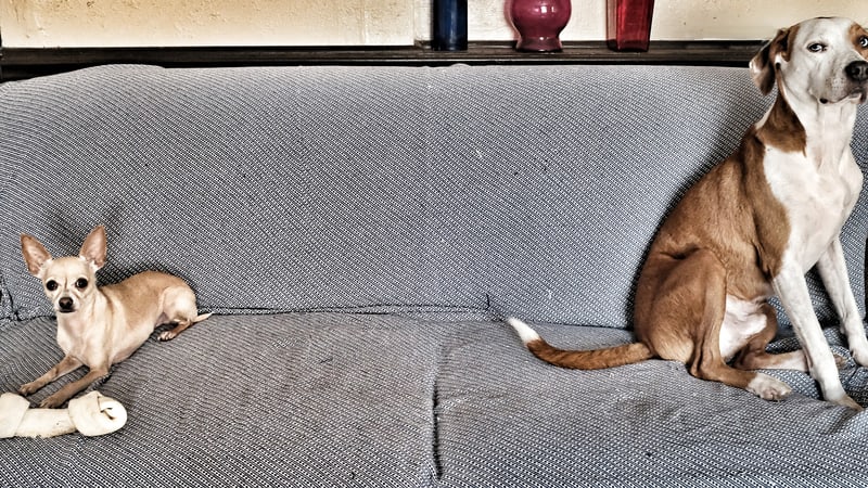 Training attention-seeking dogs: two dogs sitting far apart on sofa