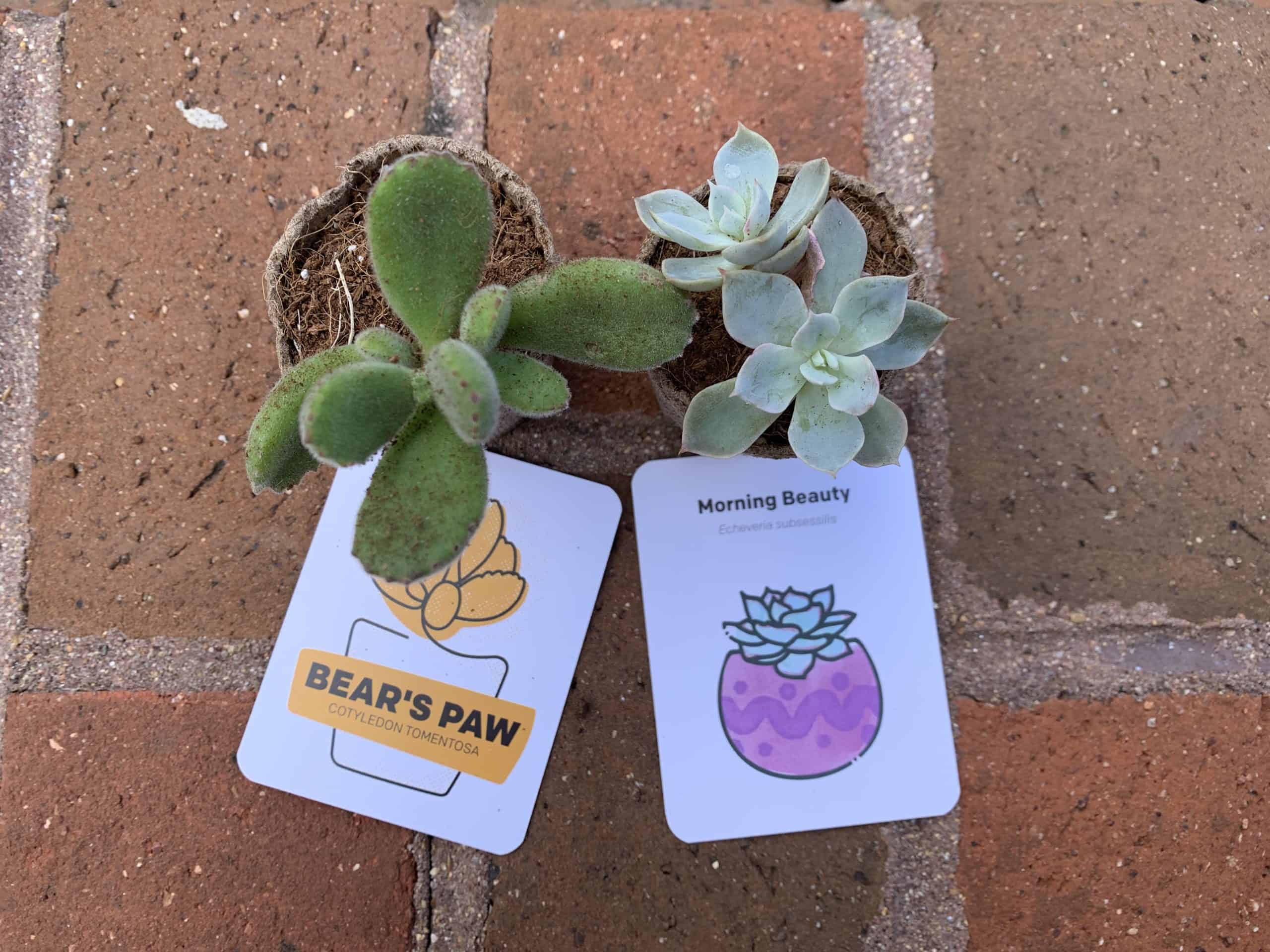 Succulent Studios succulents