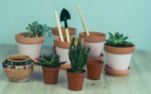 Succulent Studios succulents Image