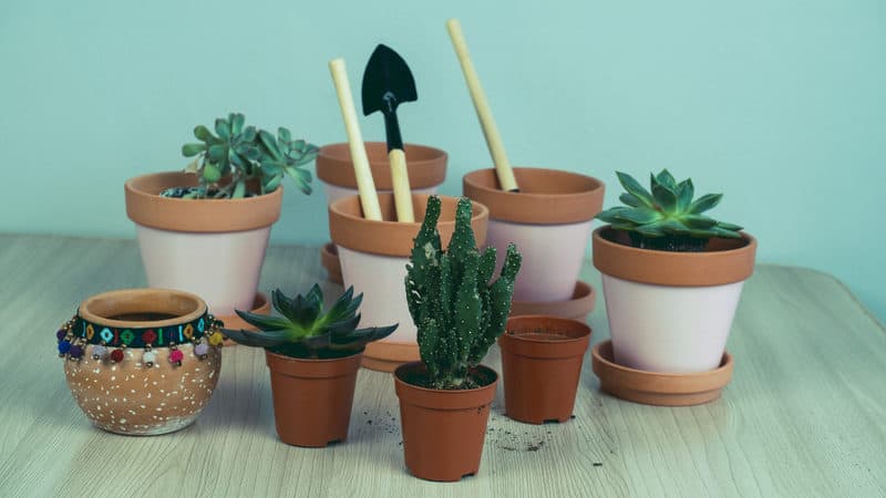 Succulent Studios succulents Image