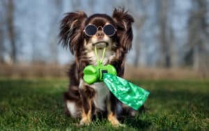 cute little chihuahua dog holding poop bags for Ask Cathy article on dog owners who drop poop bags on lawns Image