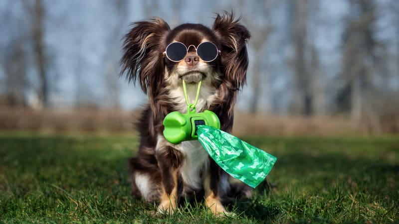 cute little chihuahua dog holding poop bags for Ask Cathy article on dog owners who drop poop bags on lawns