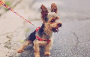 dog pulling on leash for 