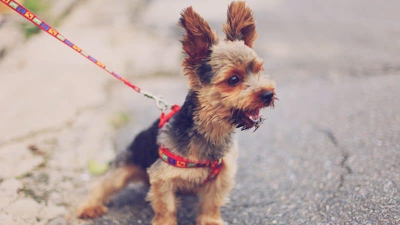 dog pulling on leash for