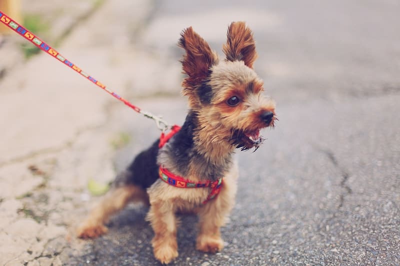 dog pulling on leash for "handling dogs that pull on leashes" silvana carlos unsplash