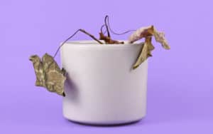 Dying house plant for essay on 