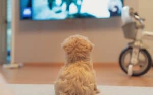 Dog watching TV for article on 