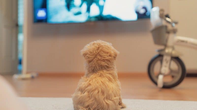 Dog watching TV for article on 