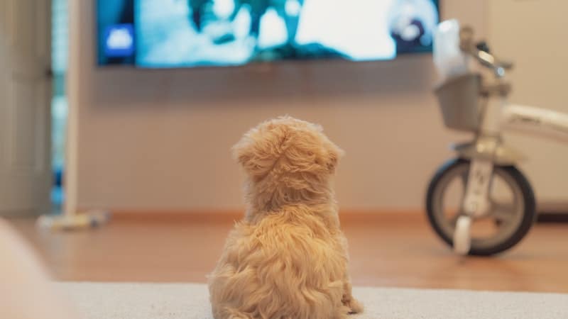 Dog watching TV for article on "stop dog barking at TV"