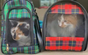 traveling with cats in a car kristen prahl dreamstime Image