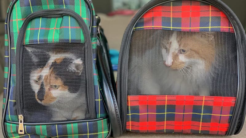 traveling with cats in a car kristen prahl dreamstime Image