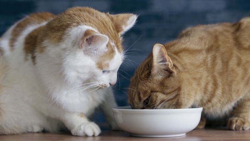 Two cats eating out of one bowl