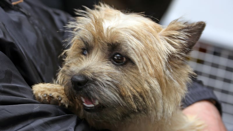 Cairn terrier in a person's arms, for a dog hates being picked up. Sergey Lavrenfev Dreamstime