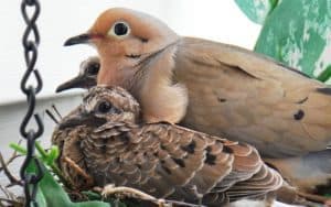 A mourning dove mother and babies in the nest. Watching a bird family in the nest Image