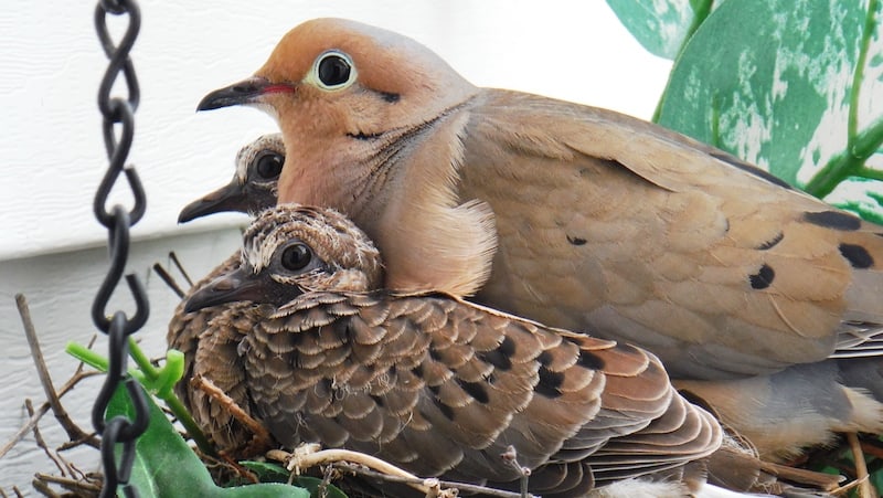 A mourning dove mother and babies in the nest. Watching a bird family in the nest